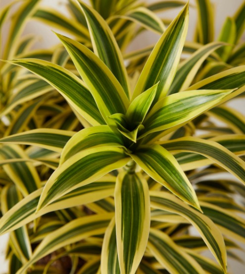 dracaena reflexa