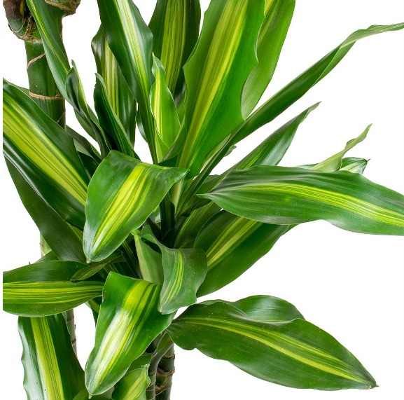 dracaena fragrans