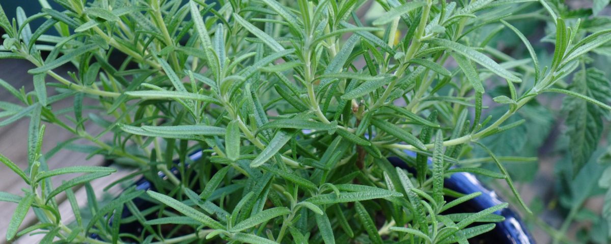 como plantar e cultivar alecrim
