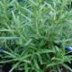 como plantar e cultivar alecrim