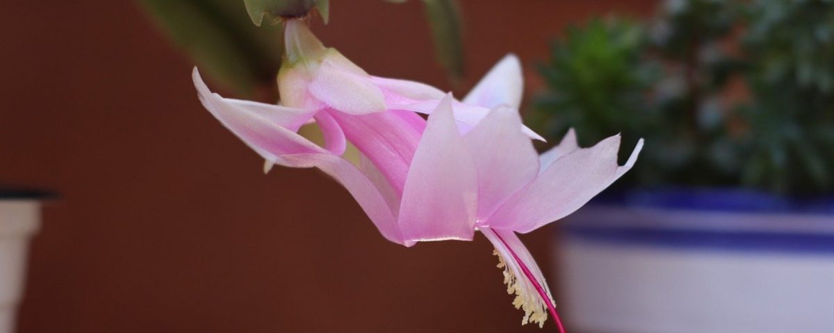 flor de maio