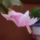 flor de maio