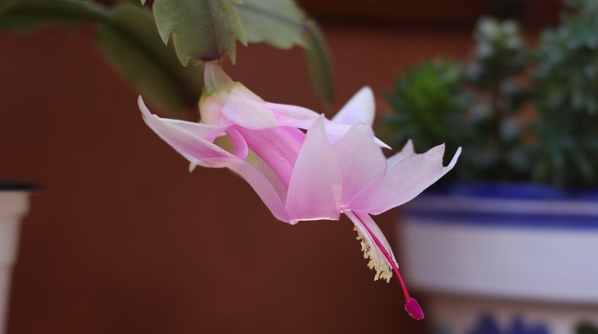 Como Cuidar da Flor de Maio - Casa Maria Lúcia