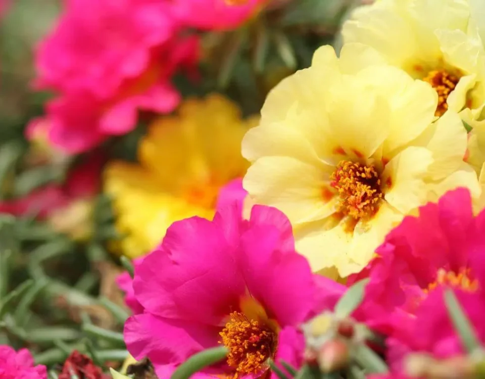 flores amarealas e rosas da onze-horas