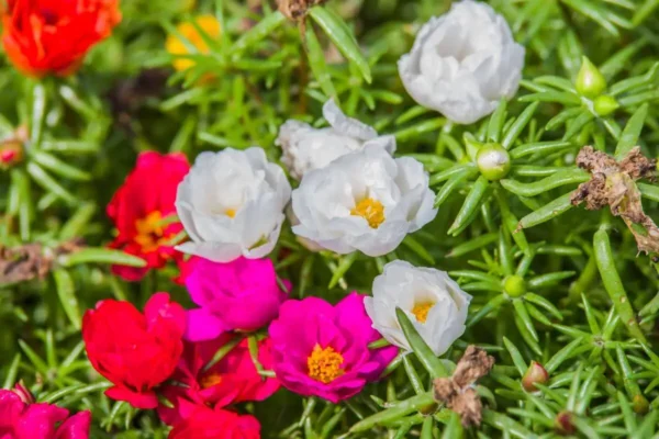 flores brancas, rosas e vermelhas sobre folhas verdes em jardim da planta onze-horas