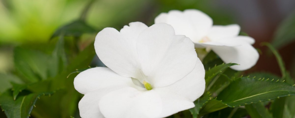 flor Maria-sem-vergonha conheça todos os cuidados