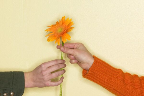 duas mão dando e recebendo flor laranja