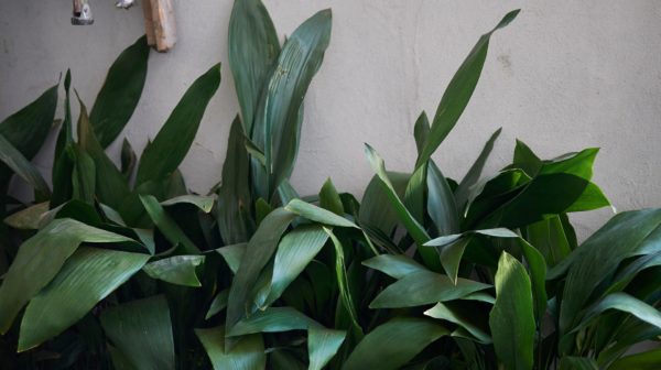 Aspidistra (Aspidistra elatior)