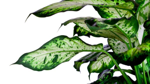 Comigo-Ninguém-Pode (Dieffenbachia amoena)