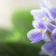 Como Cultivar violetas