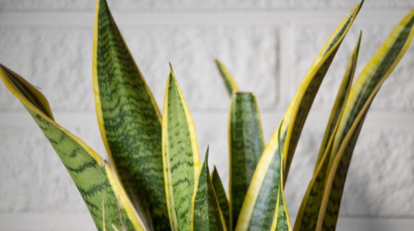 Espada-de-São-Jorge (Sansevieria trifasciata) plantas resistentes de interior