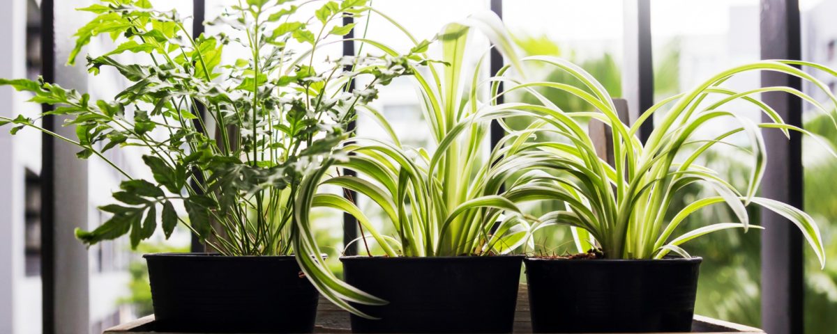 plantas seguras para caes e gatos