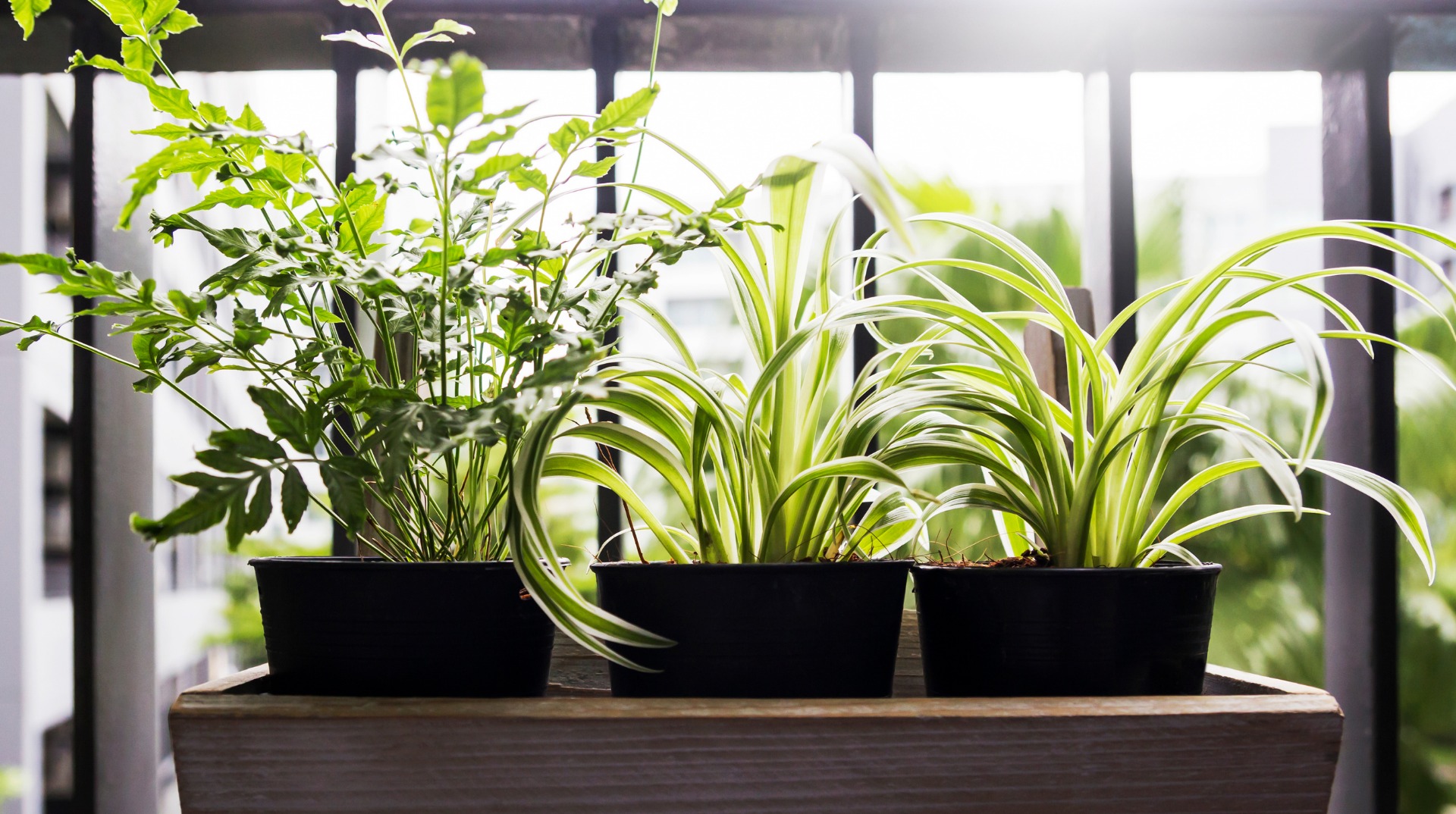 plantas seguras para caes e gatos