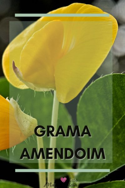 grama amendoim