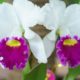 como cuidar das orquídeas cattleya