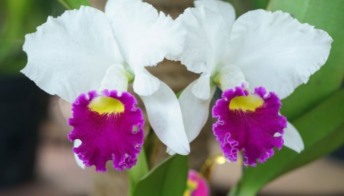 como cuidar das orquídeas cattleya