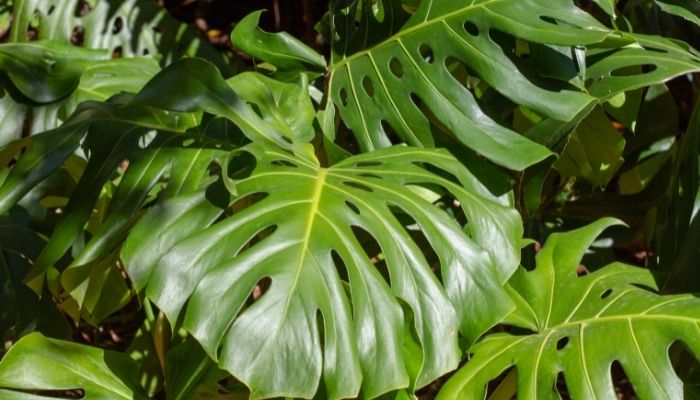 7 Dicas Rápidas Sobre a Planta Costela de Adão ou Monstera Deliciosa