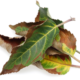 Como proteger as plantas