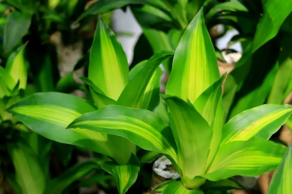 Dracaena fragrans