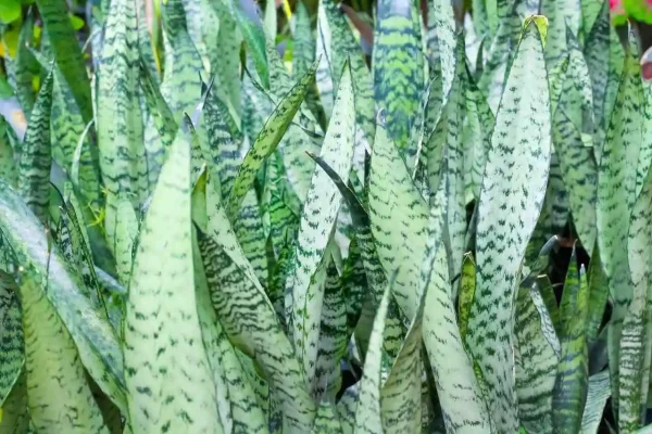 Espada de são jorge Sansevieria trifasciata