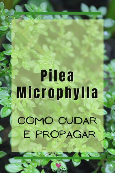 pilea microphylla como cuidar e propagar