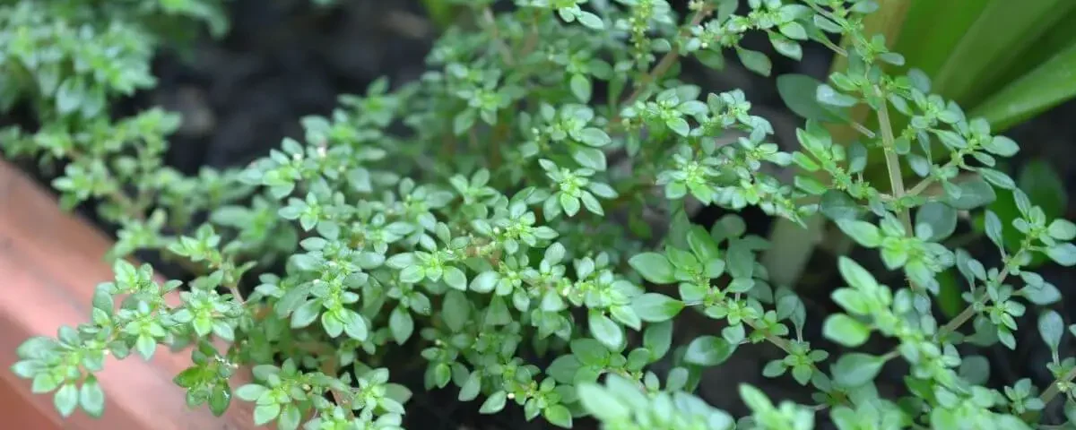 Pilea microphylla em jardineira marrom