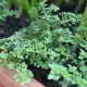 Pilea microphylla em jardineira marrom