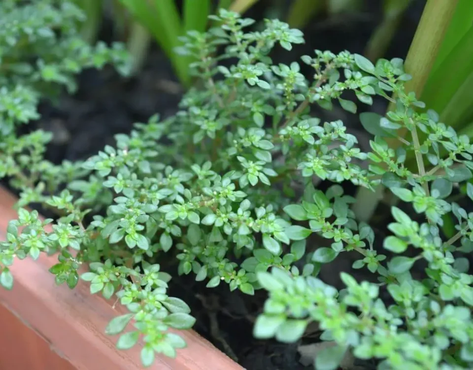 Pilea microphylla em jardineira marrom