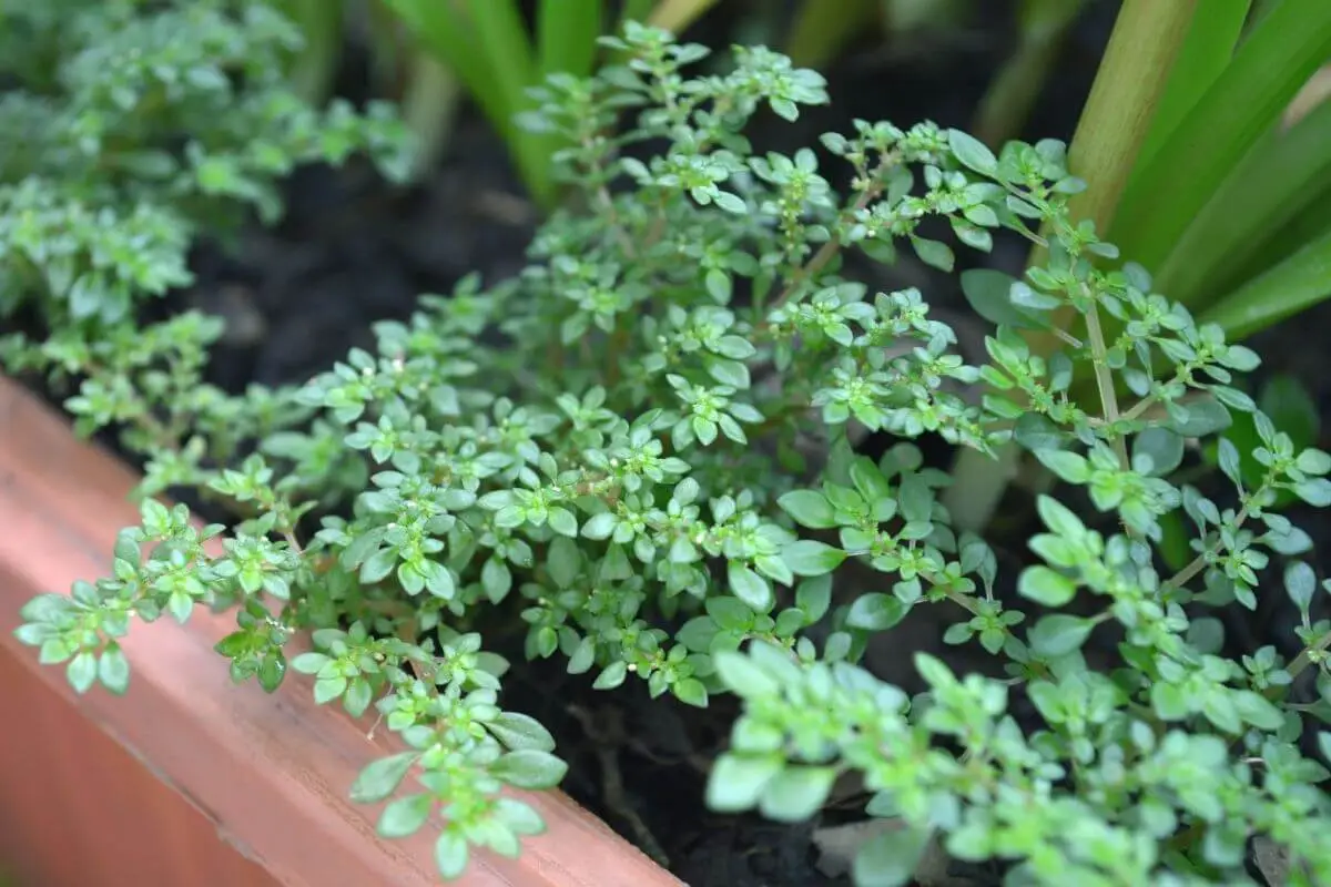 Pilea microphylla em jardineira marrom