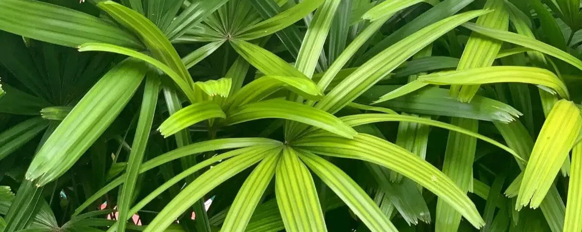 Folhas verdes da palmeira rafis