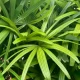 Folhas verdes da palmeira rafis