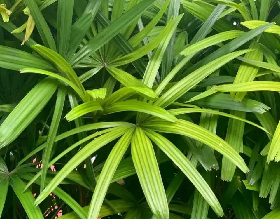 Folhas verdes da palmeira rafis