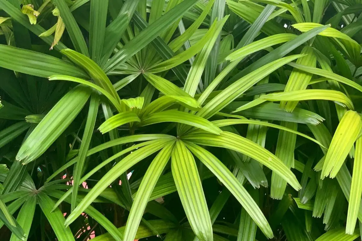 Folhas verdes da palmeira rafis