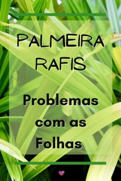 Problemas com as folhas da palmeira Rafis