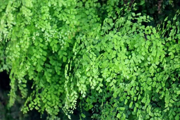 Folhas verdes da avenca Adiantum raddianum