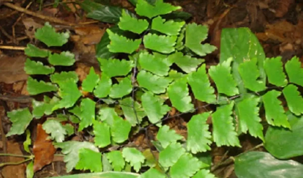 folhas verdes em fundo de pedra da avenca Adiantum subcordatum
