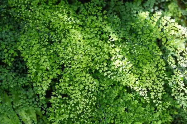 folhas delicadas e verdes da avenca Adiantum-tenerum