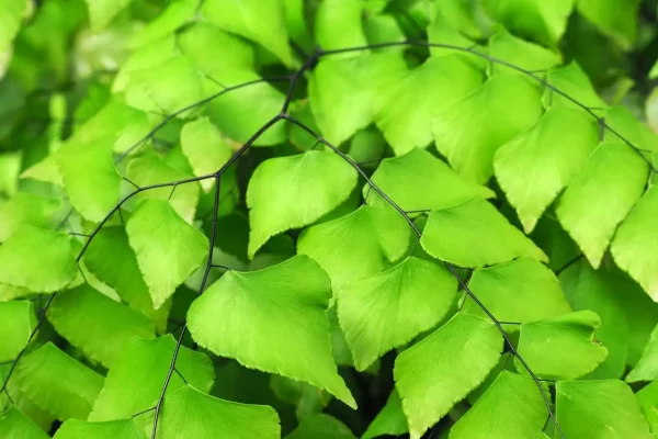 folhas verdes da avenca Adiantum trapeziforme