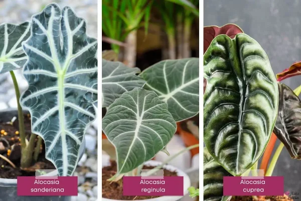 alocasia