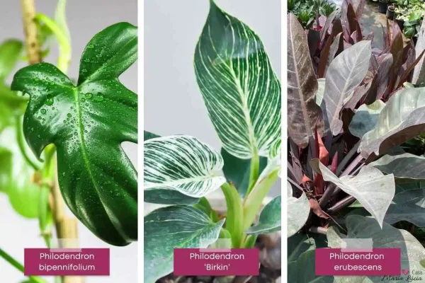 philodendron ou filodendros