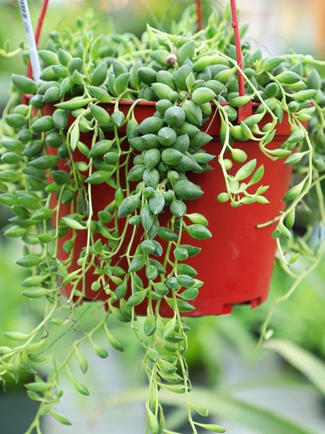 Suculentas Pendentes que Vão te Supreender