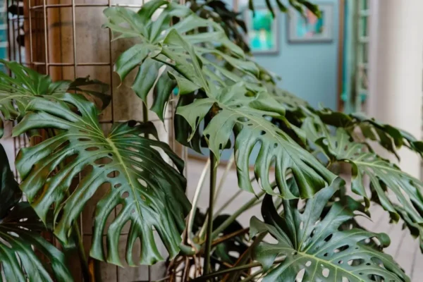 monstera deliciosa dentro de casa