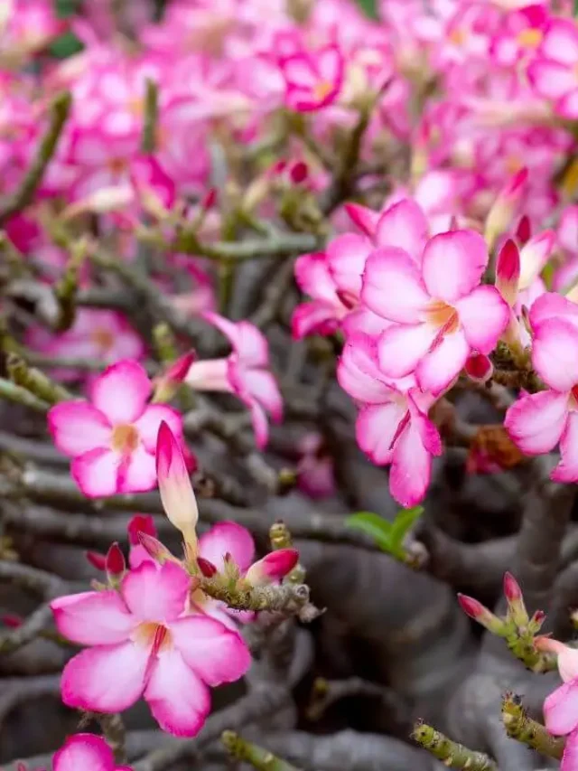 “Receitas de Substratos para Potencializar Sua Rosa do Deserto”