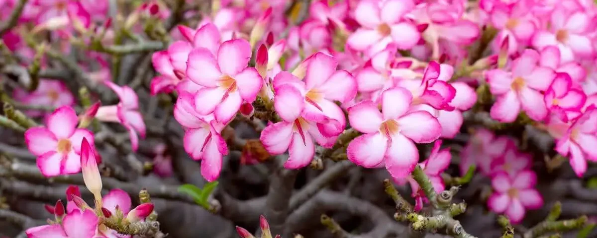 flor rosa do deserto