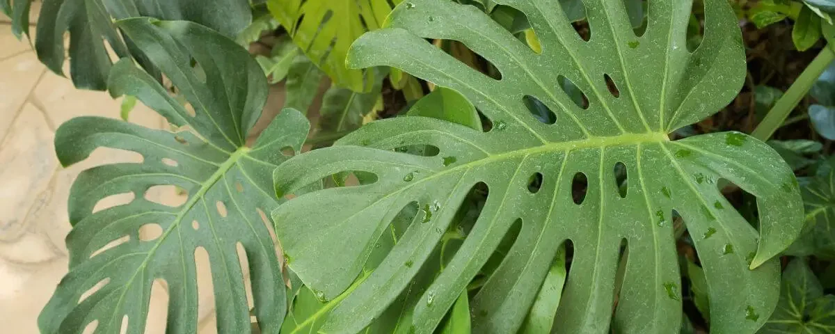 monstera deliciosa