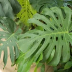 monstera deliciosa