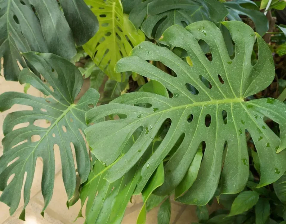 monstera deliciosa