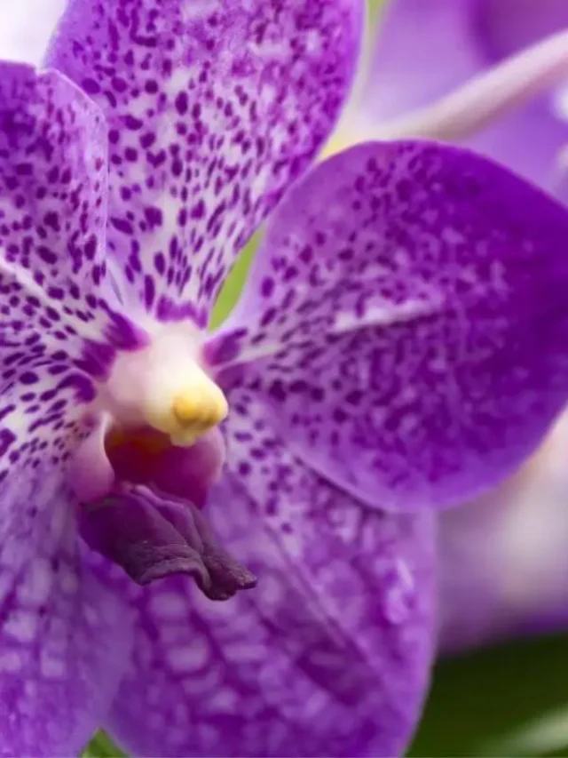 Descubra: As 5 Perguntas que Todos Fazem Sobre Orquídeas Vanda!