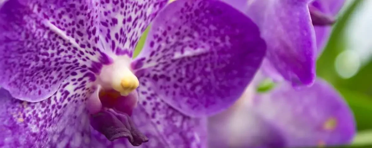 orquídea vanda