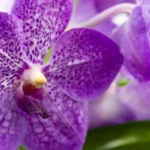 orquídea vanda